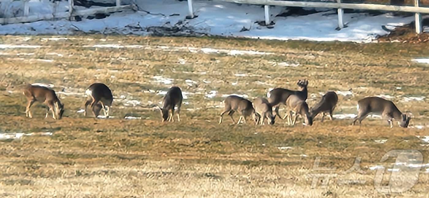 제주시 조천읍 교래리 한국마사회 제주목장의 초지에서 노루가족들이 먹이를 먹고 있다. 2026.1.24/뉴스1 ⓒ News1 강승남 기자