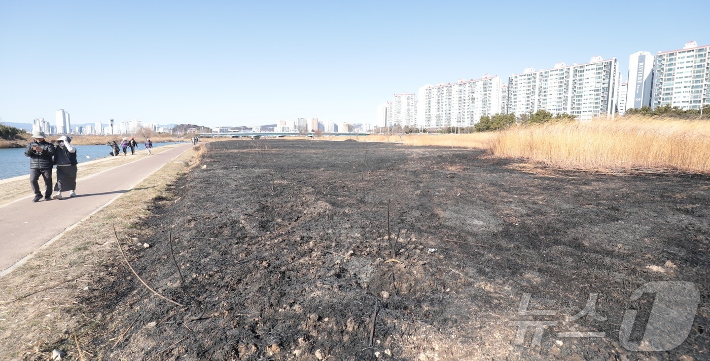 25일 울산 북구 명촌교 일대 억새밭이 전날 화재로 인해 검은 잿더미로 남았다. 2026.1.25/뉴스1 ⓒ News1 김세은 기자