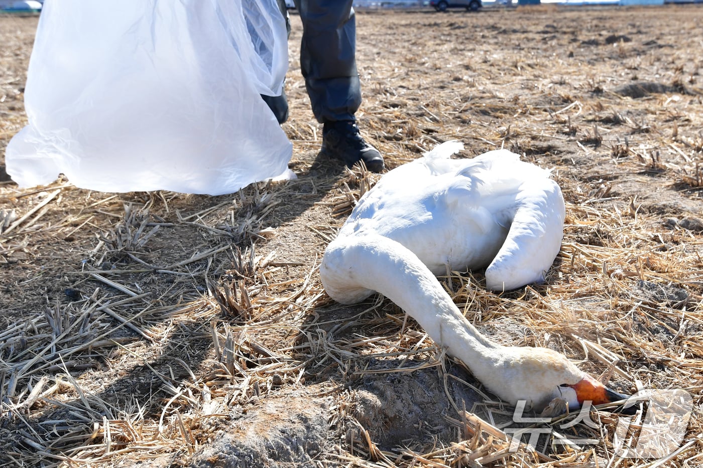 25일 경북 포항시 북구 흥해읍 들녘에서 쳔연기념물 201-2호이자 멸종위기야생생물 II급인 큰고니가 한마리가 죽은 채 발견됐다. 신고를 받고 출동한 포항시는 사체를 수거해 고병원성 조류독감(H5N1)감염 여부 등 역학조사에 착수했다. ⓒ News1 최창호 기자