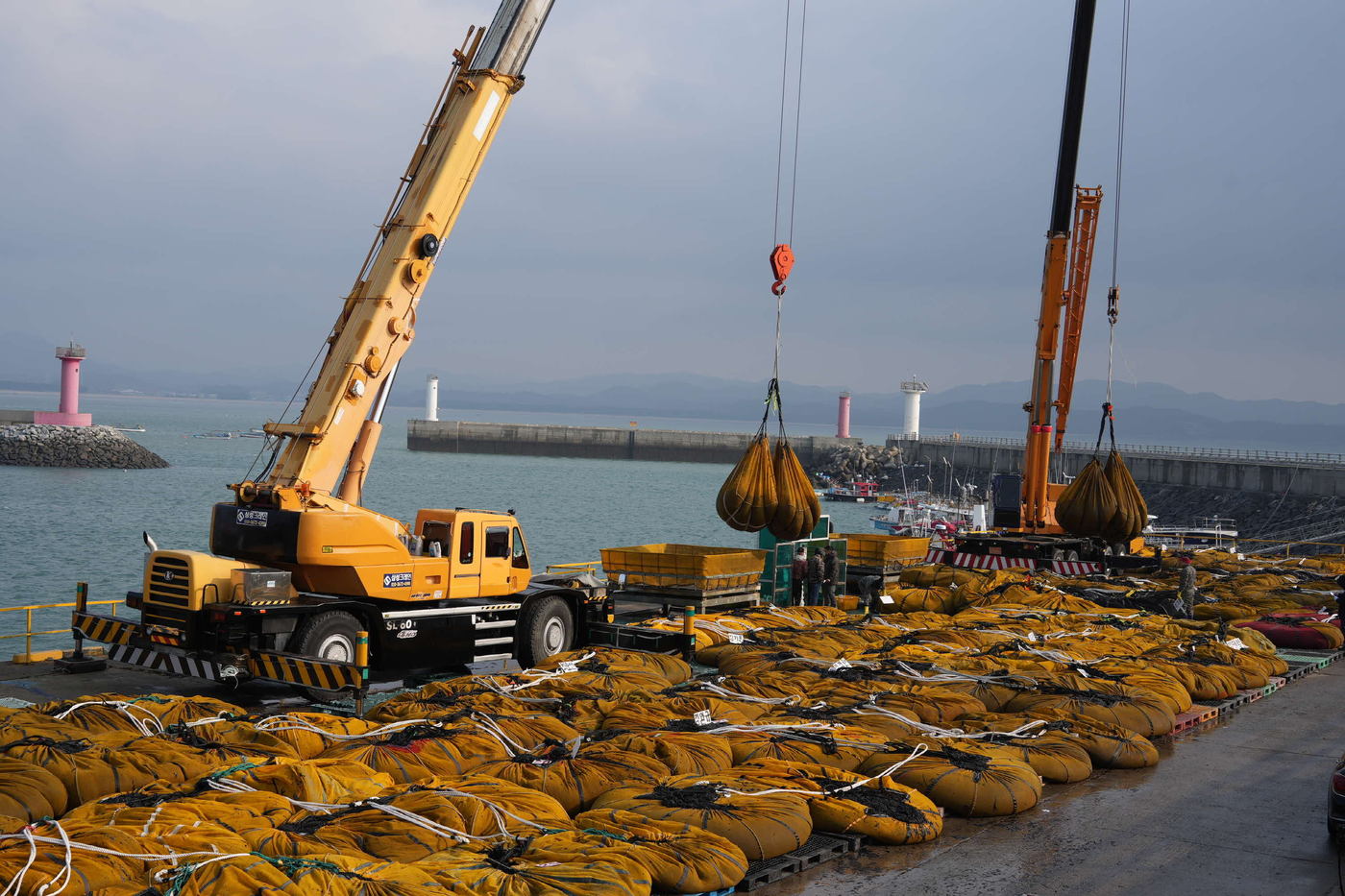 출하한 물김이 위판장으로 옮겨지고 있다.(서천군 제공. 재판매 및 DB금지)/뉴스1