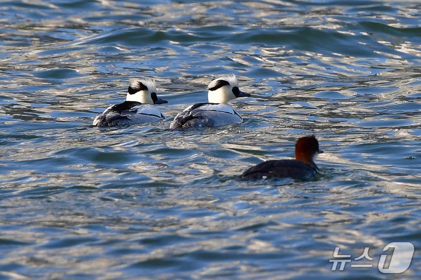 27일 오후 경북 포항시 남구 연일읍 형산강에서 흰비오리가 먹이를 찾아다니고 있다. 흰비오리는 판다의 얼굴을 닮았다고 해서 '판다새'로도 불린다. 2026.1.27/뉴스1 ⓒ News1 최창호 기자 