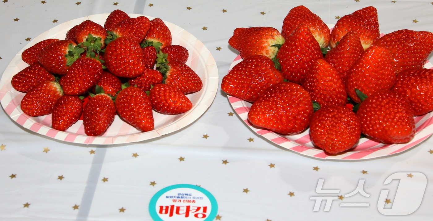 경북농업기술원이 딸기 신품종 ‘비타킹’을 알리기 위해 30일~2월1일 김천혁신농협 하나로마트에서 홍보 행사를 연다.(경북도 제공. 재판매 및 DB금지) /뉴스1