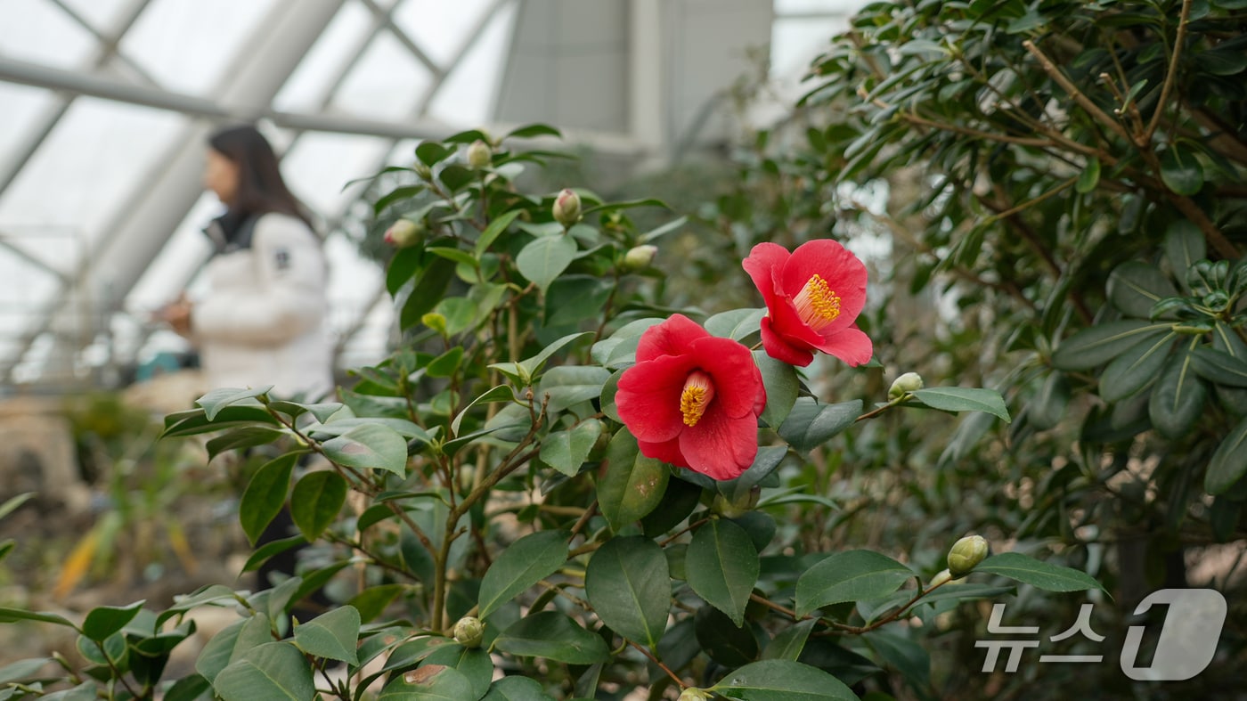 국립세종수목원 내 희귀특산식물전시온실에서 동백나무 기획전이 열린다.(한국수목원정원관리원 제공.재판매 및 DB금지) /뉴스1