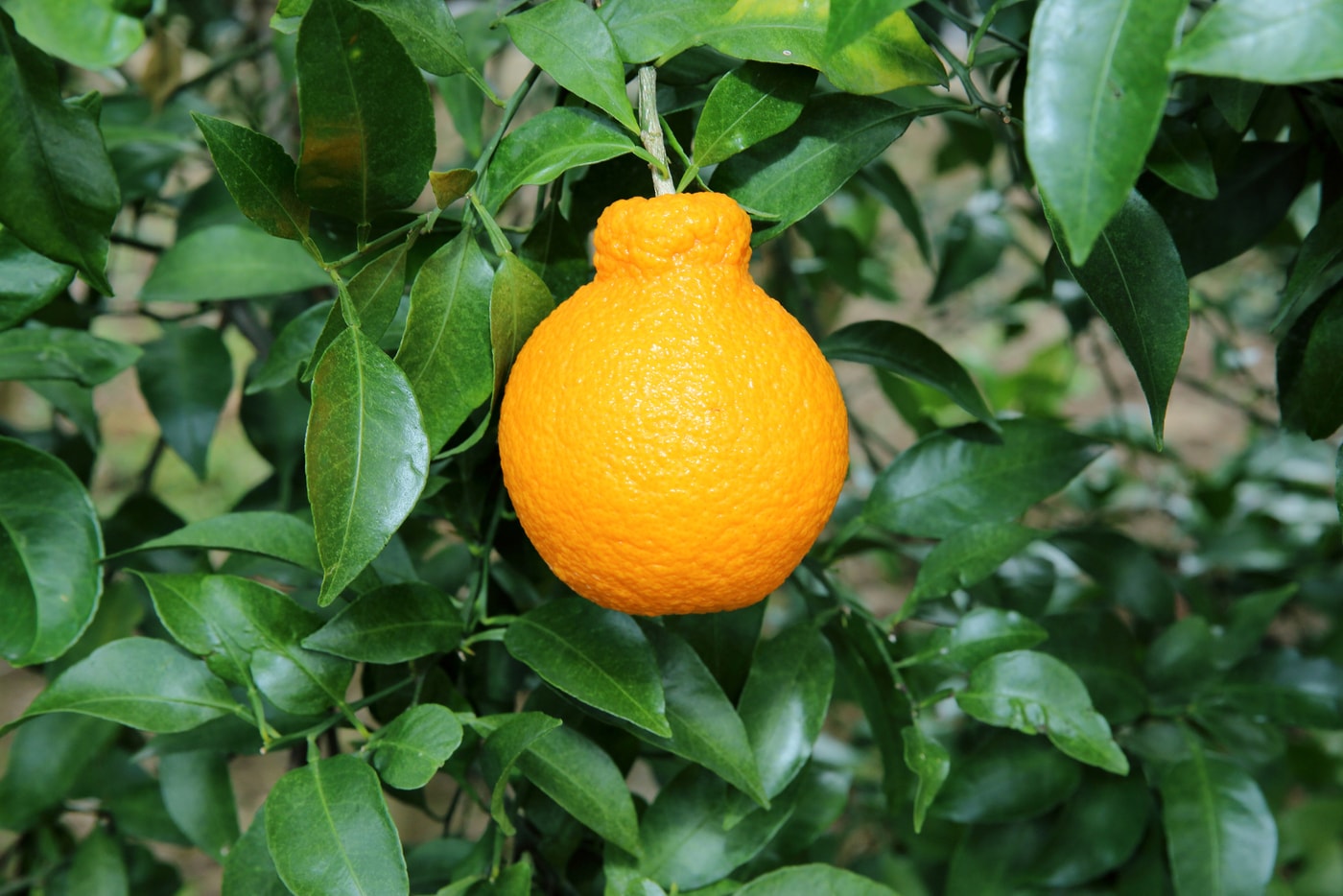 탐나는봉 모습.(농업진흥청 제공. 재판매 및 DB금지) 2026.1.29 /뉴스1