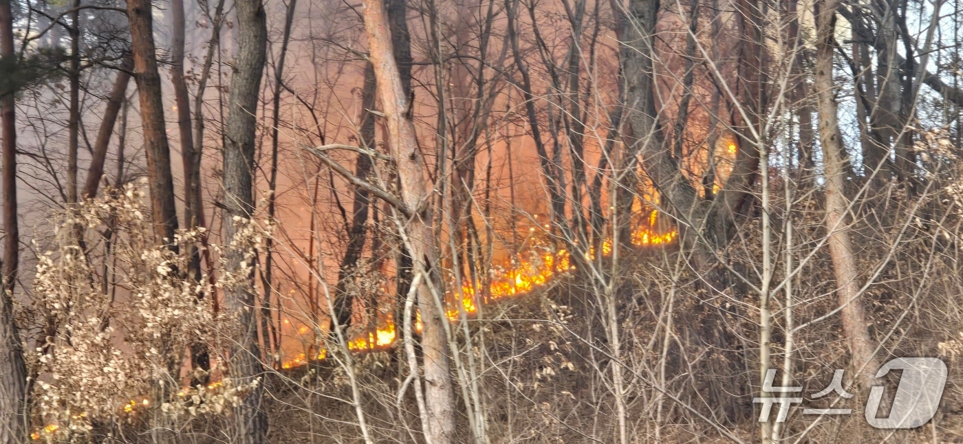 당진 고대면 항곡리 산불 현장. (산림청 제공, 재판매 및 DB금지) / 뉴스1
