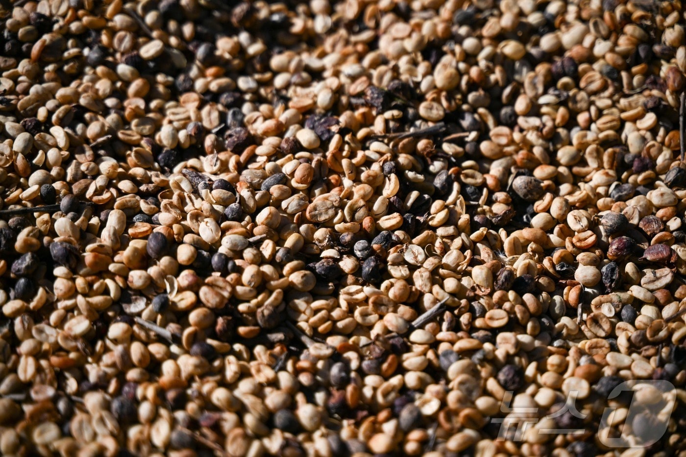 커피원두. 2026.1.16 ⓒ AFP=뉴스1 <자료사진>