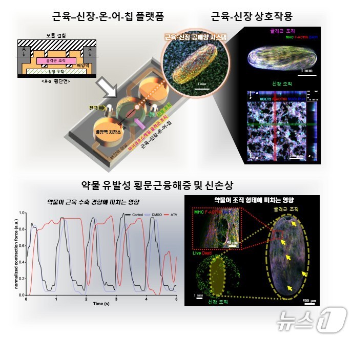 바이오 미세유체시스템 플랫폼 구성 및 약물 반응 분석(KAIST 제공) /뉴스1