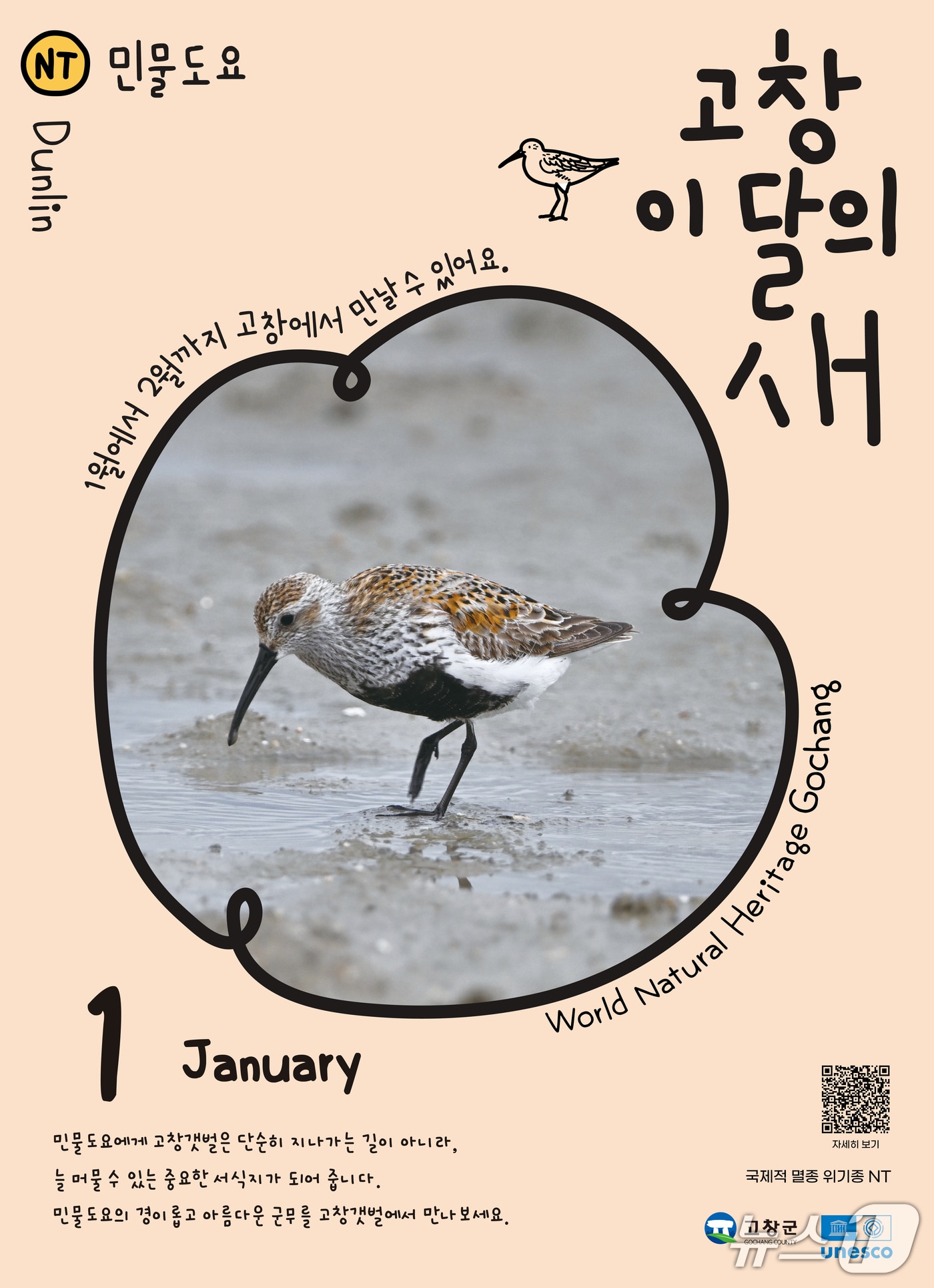 전북 고창군이 1월 '고창갯벌 이달의 새'로 민물도요(학명 Calidris alpina)를 선정했다.(고창군제공. 재판매 및 DB금지)2026.1.5/뉴스1