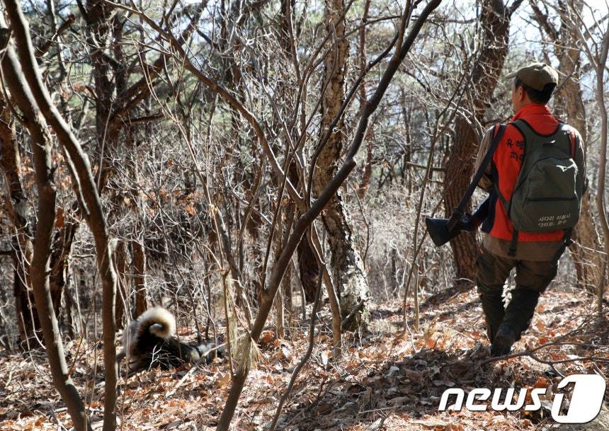 울주군 유해야생동물 피해방지단 활동 모습. /뉴스1 DB ⓒ News1 조민주 기자