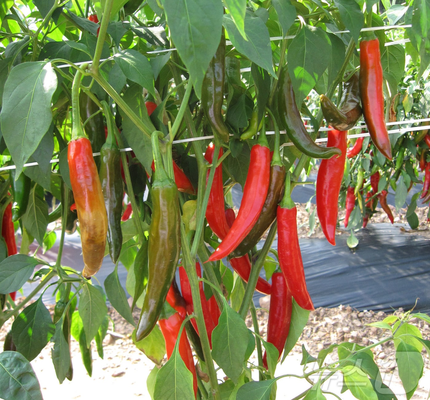 경북농업기술원은 6일 전통의 맛을 잇는 영양 재래종 고추 4품종의 종자를 분양한다.(경북농기원 제공. 재판매 및 DB금지) /뉴스1