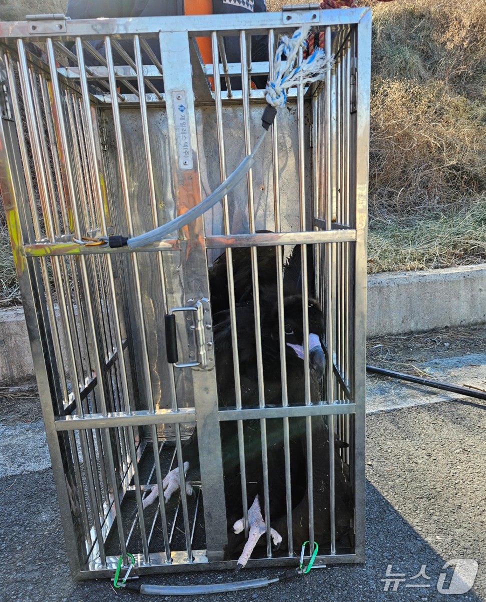 6일 낮 12시22분쯤 경북 포항시 북구 신광면 호리못 인근 도로에서 날개를 다친 천연기념물 243호 독수리 1마리가 119구조대에 구조됐다.(포항북부소방서 제공, 재판매 및 DB금지) 2026.1.6/뉴스1 