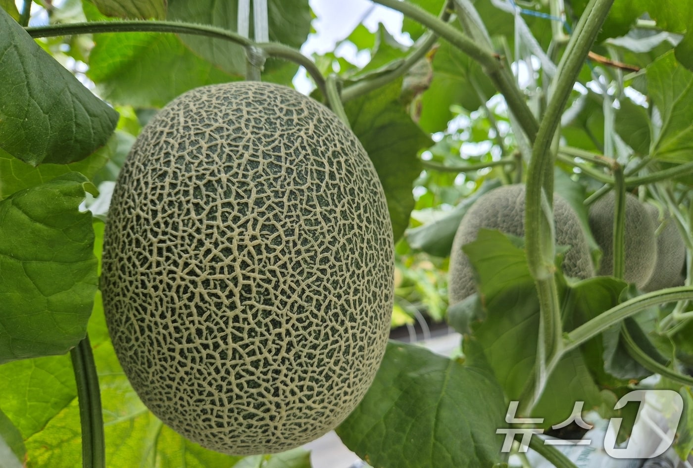 하미과 멜론/뉴스1 ⓒ News1 정우용 기자