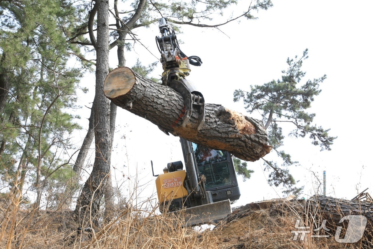 경북 포항시가 소나무재선충병 피해가 심각한 도심 지역 등을 대상으로 방제 작업을 시행 중이다.(포항시제공, 재판매 및 DB금지) 2026.1.7/뉴스1