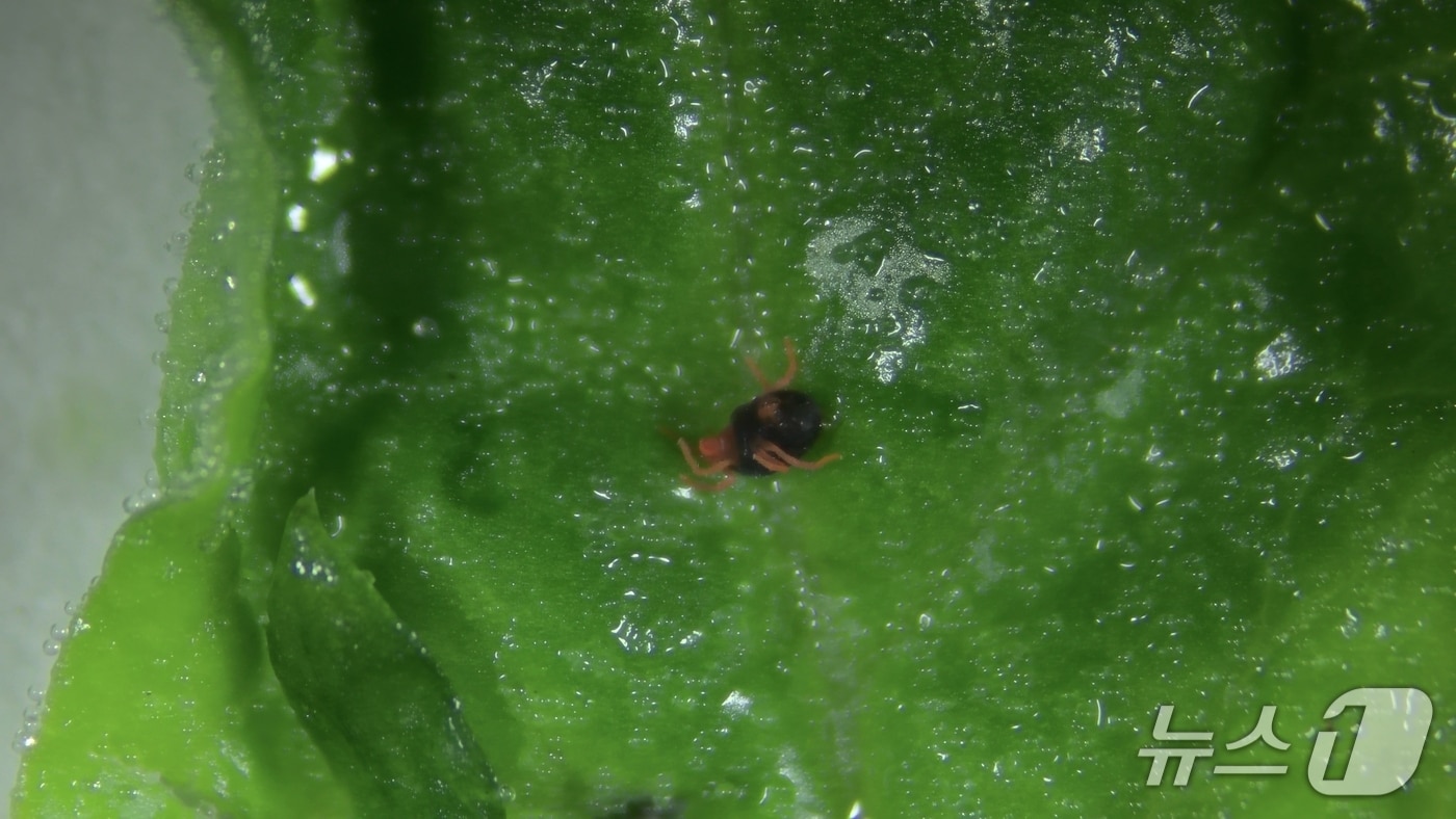 시금치 농가에서 발견된 보리응애.(고성군 제공. 재판매 및 DB금지)
