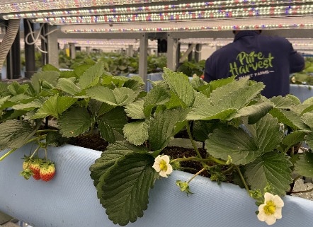 플랜티팜, K-푸드 중동 개척 앞장...UAE서 딸기 재배 성공 - 뉴스 썸네일 이미지