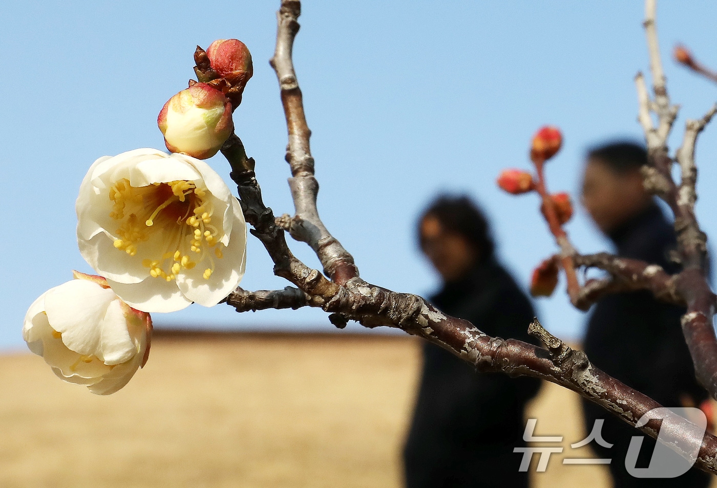 지난 7일 부산 동래구 복천동의 한 매화나무에 봄의 전령사 매화가 꽃망울을 터뜨려 눈길을 끌고 있다. 2026.1.7/뉴스1 ⓒ News1 윤일지 기자
