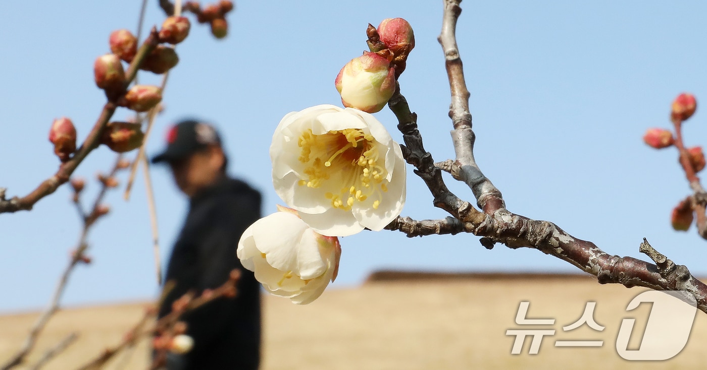 7일 부산 동래구 복천동의 한 매화나무에 봄의 전령사 매화가 꽃망울을 터뜨려 눈길을 끌고 있다. 2026.1.7/뉴스1 ⓒ News1 윤일지 기자