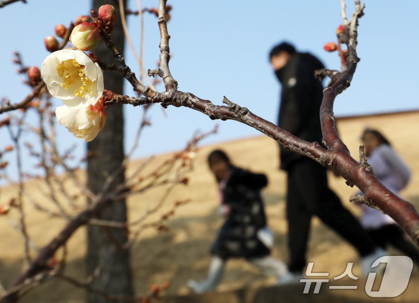 부산 동래구 복천동의 한 매화나무에 봄의 전령사 매화가 꽃망울을 터뜨려 눈길을 끌고 있다. 2026.1.7/뉴스1 ⓒ News1 윤일지 기자