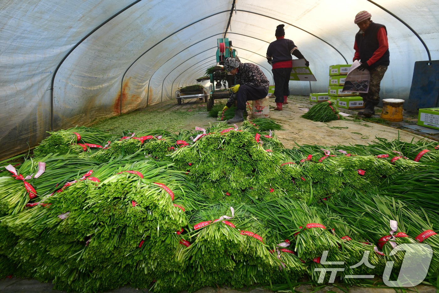 8일 경북 포항시 남구 연일읍 부추단지에 있는 석이네 농장에서 외국인 근로자들이 부추를 수확하고 있다. 2026.1.8/뉴스1 ⓒ News1 최창호 기자