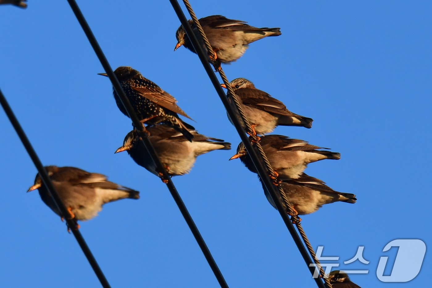 8일 경북 포항시 남구 연일읍 들녘의 전깃줄에 찌르레기들이 햇볕을 쬐며 앉아 있다. 2026.1.8/뉴스1 ⓒ News1 최창호 기자