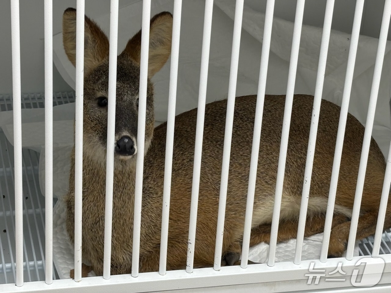 구조된 고라니.(남동구 제공. 재배포 및 DB금지)2026.1.8/뉴스1