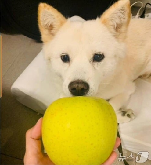 2021년 10월 22일 당시 윤석열 전 검찰총장이 반려견 인스타그램에 올린 사과 사진. 전두환 옹호 발언에 대한 사과 요구가 이어지자 이를 비꼬기 위해 올린 것 아니냐는 지적과 함께 이후 '개사과''라는 유행어를 낳았다. (SNS 갈무리) ⓒ 뉴스1