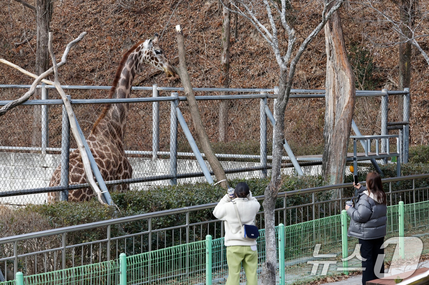9일 광주우치동물원에서는 기린이 추운날씨에도 운동하며 관광객들을 맞고 있다. 2026.1.9/뉴스1 ⓒ News1 김태성 기자