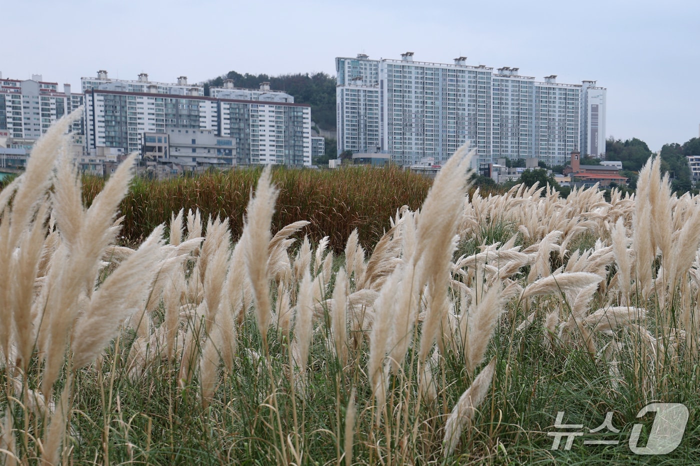 1일 경북 포항시 남구 연일읍 형산강 공원에 팜파스그라스가 바람에 흩날리고 있다. 팜파스그라스는 3m까지 자라며 가을 내내 볼 수 있다. 2026.10.1 ⓒ 뉴스1 최창호 기자