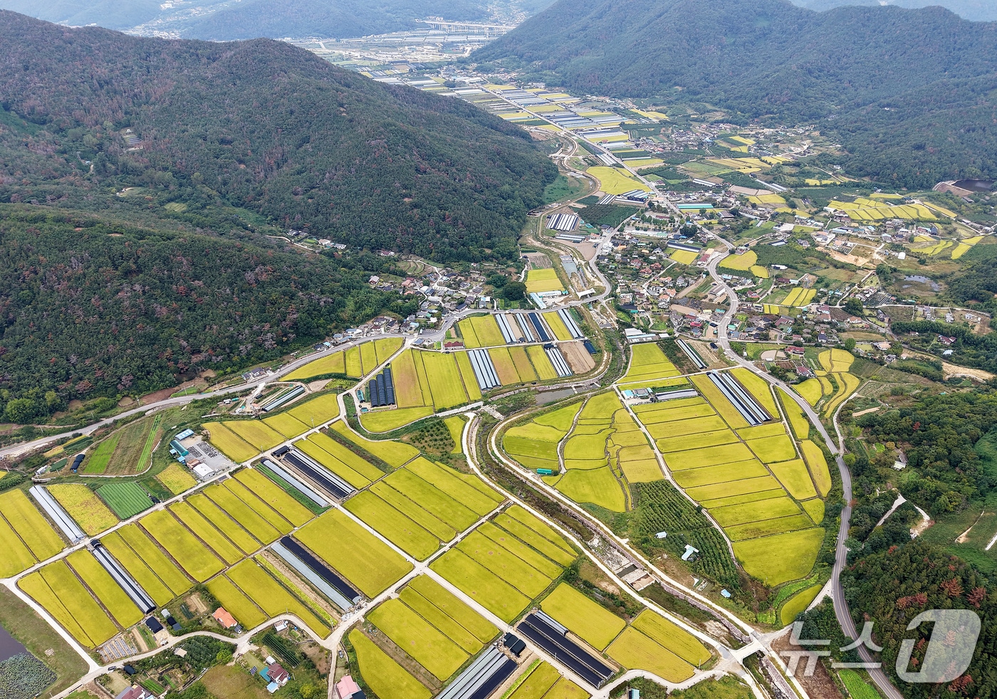 지난 1일 경남 밀양시 단장면 법흥리 일대 들녘이 황금빛으로 물들어가고 있다. 2026.10.1 ⓒ 뉴스1 윤일지 기자