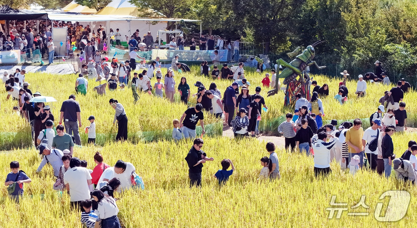 4일 오후 개천절 연휴를 맞아 고산자연휴양림 일원에서 열린 '제14회 완주와일드&로컬푸드축제'를 찾은 방문객들이 황금들판에서 메뚜기 잡기 체험을 즐기고 있다.  (완주군 제공. 재판매 및 DB 금지) 2026.10.4 ⓒ 뉴스1