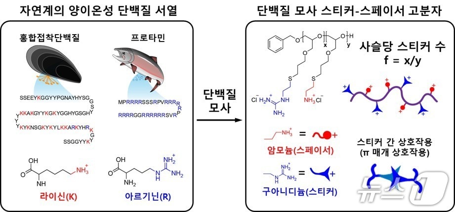 단백질의 결합 특성을 본뜬 스티커-스페이서 고분자 모형.(UNIST 제공. 재판매 및 DB 금지)/뉴스1