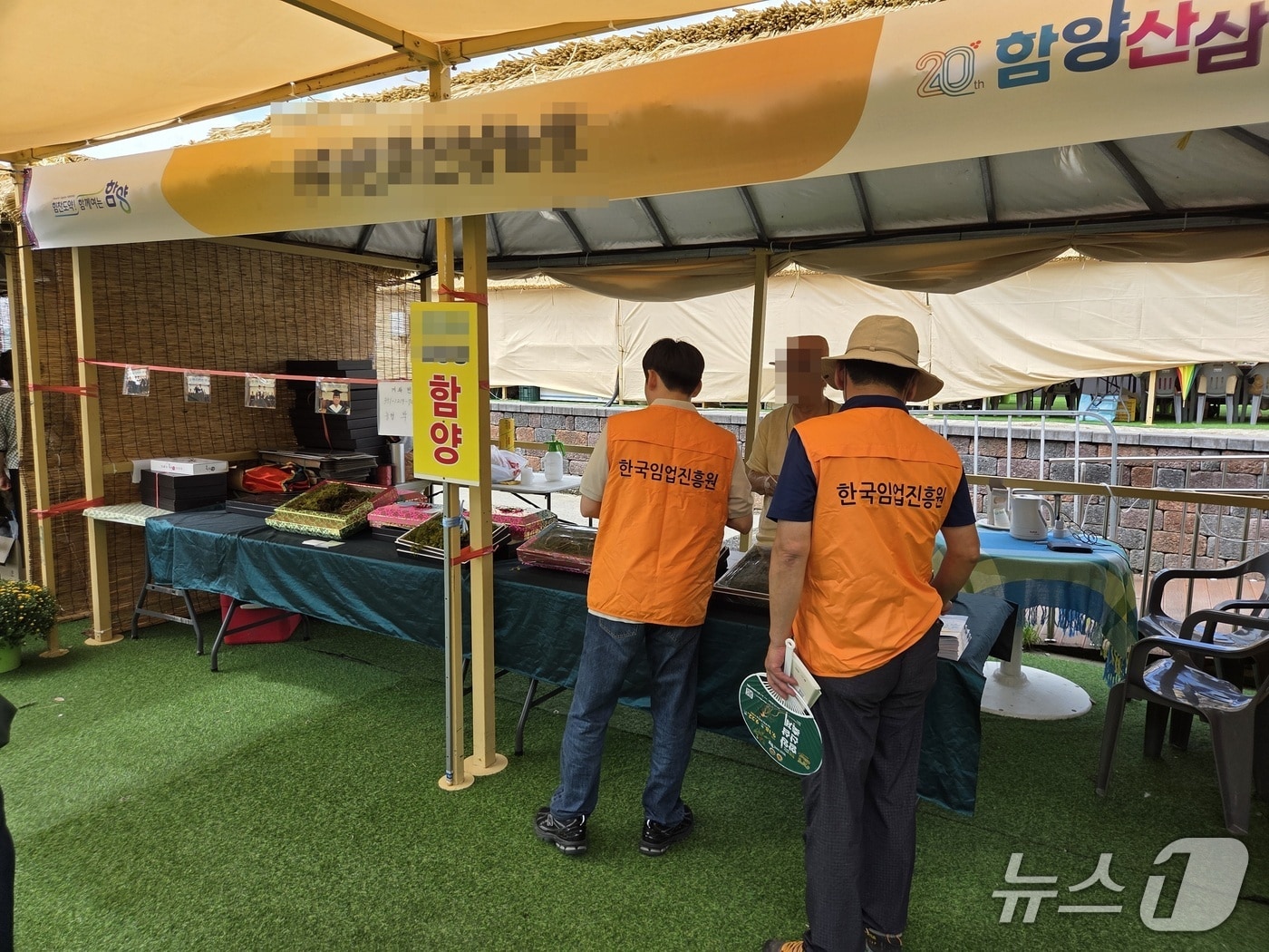 2025년 함양산삼축제 때 모습. (한국임업진흥원 제공. 재판매 및 DB금지) /뉴스1