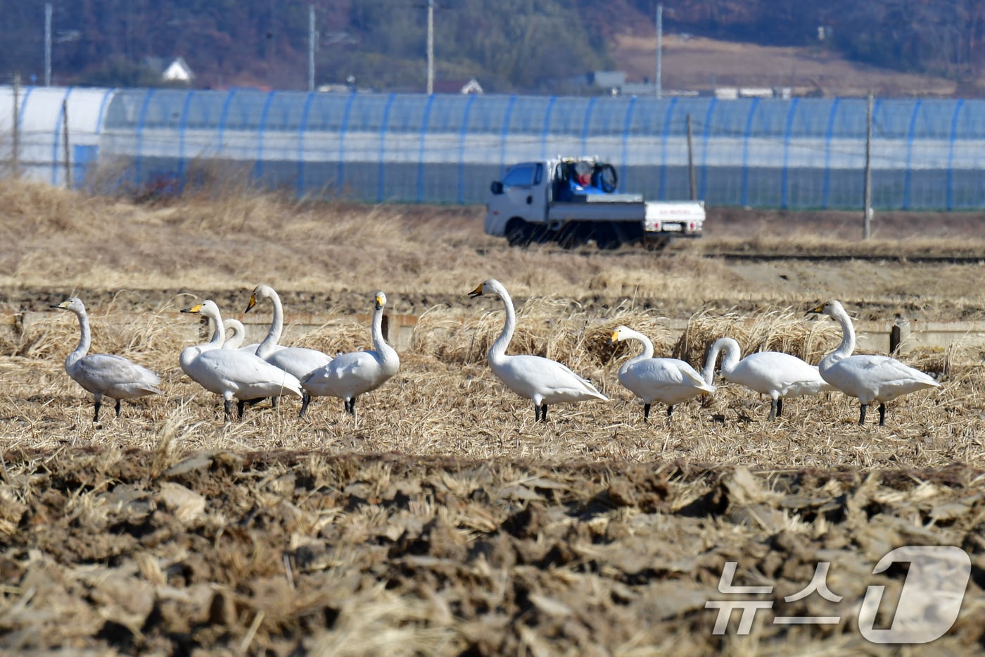 1일 천연기념물 201-2호이자 멸종위기종인 큰고니 무리가 경북 포항시 북구 흥해읍 들녘에서 쉬고 있다. 2026.2.1/뉴스1 ⓒ News1 최창호 기자