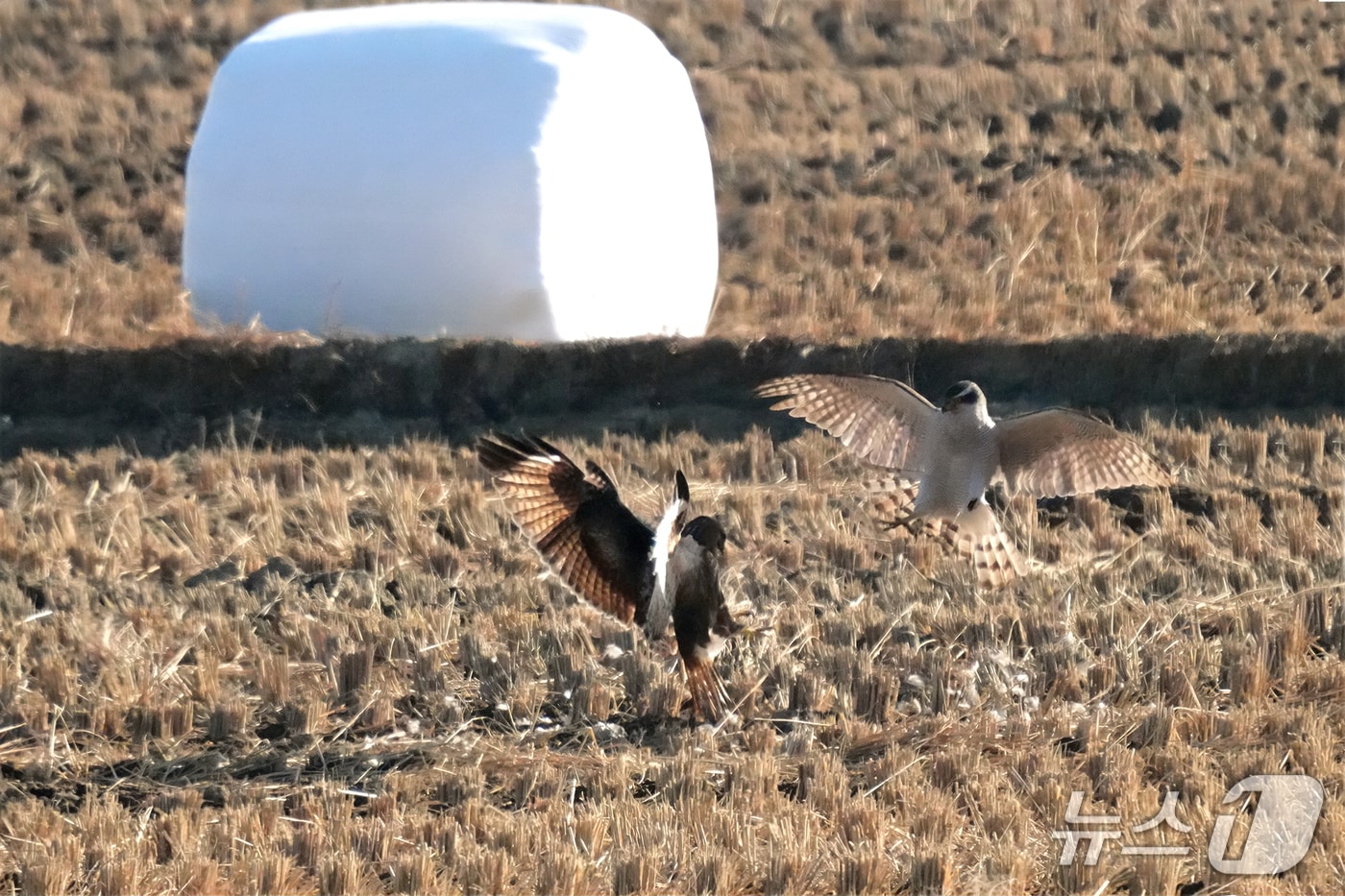 지난달 16일 울주군 온양읍 동상리 들녘에서 말똥가리(왼쪽)가 참매를 위협하고 있다. (윤기득 사진작가 촬영, 울산시 제공. 재판매 및 DB 금지) /뉴스1