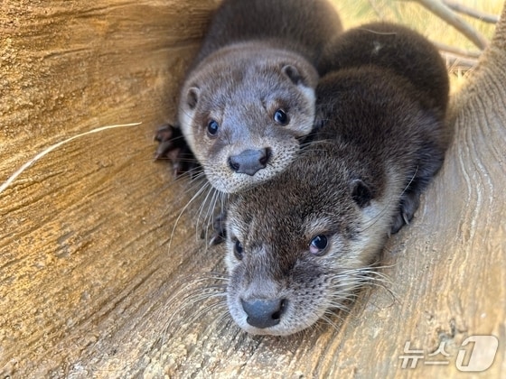  충주아쿠아리움 수달.(자료사진)/뉴스1