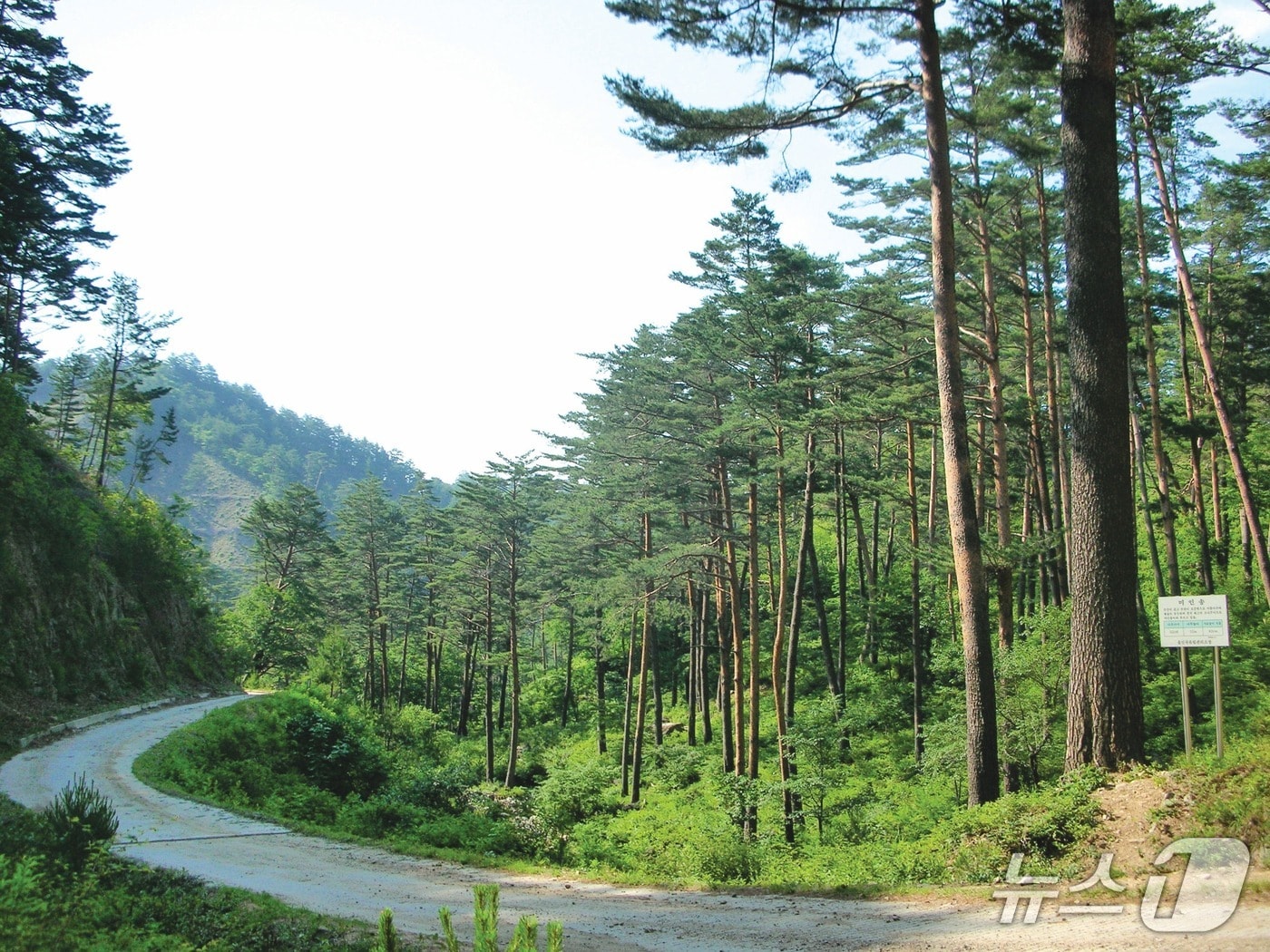 경상북도 울진군 금강송면 소광리 임도(산림청 제공.재판매 및 DB금지)/뉴스1