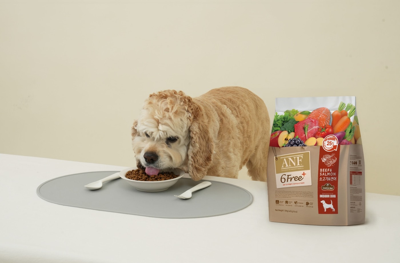 설 연휴 반려동물 위탁한다면..."익숙함이 스트레스를 줄입니다" - 뉴스 썸네일 이미지