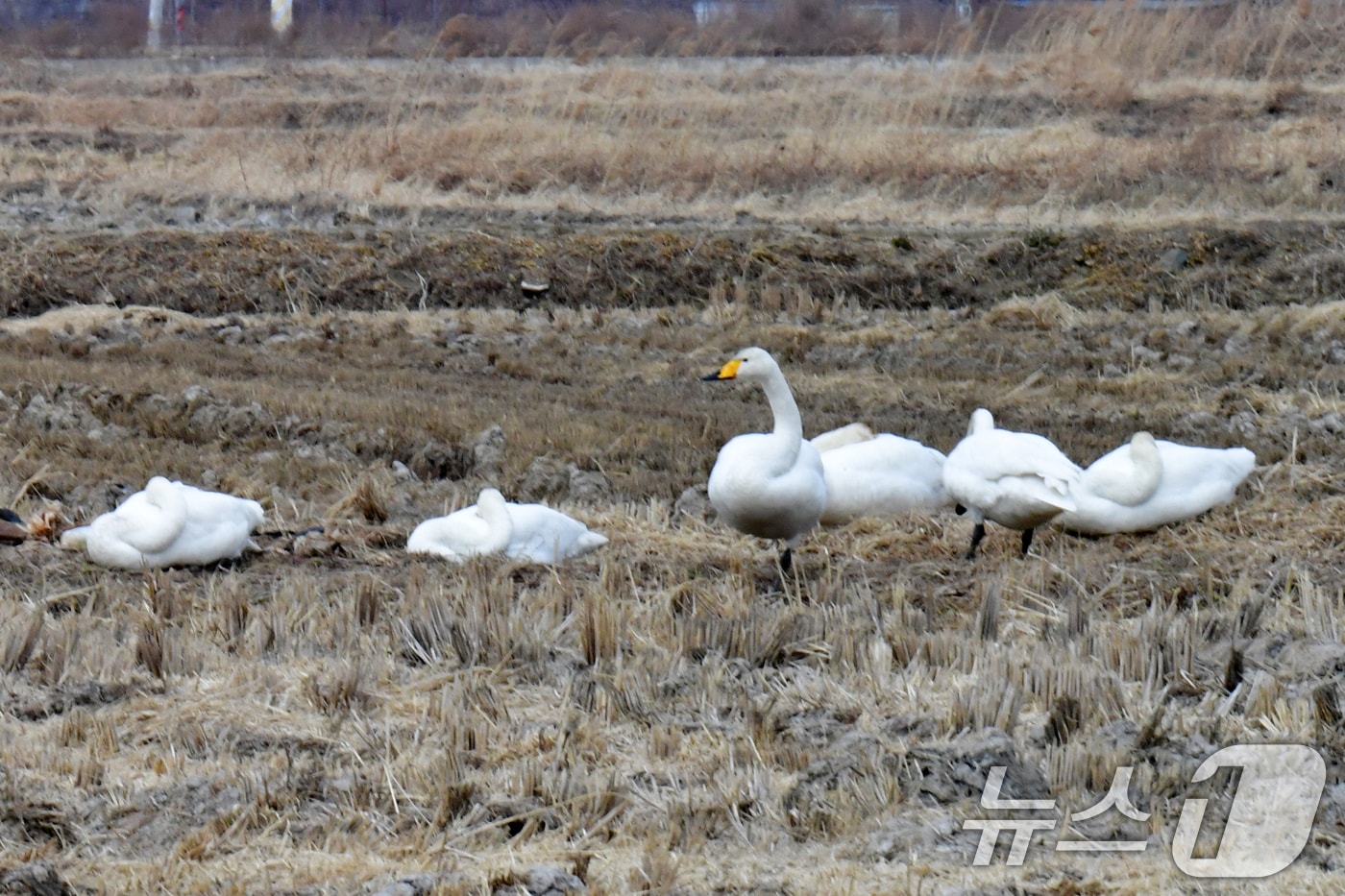 추위가 한발짝 물러간 10일 오후 경북 포항시 북구 흥해읍 들녘에서 천연기념물 201-2호인 큰고니 무리가 한가로이 낮잠을 즐기고 있다. 2026.2.10 ⓒ 뉴스1 최창호 기자