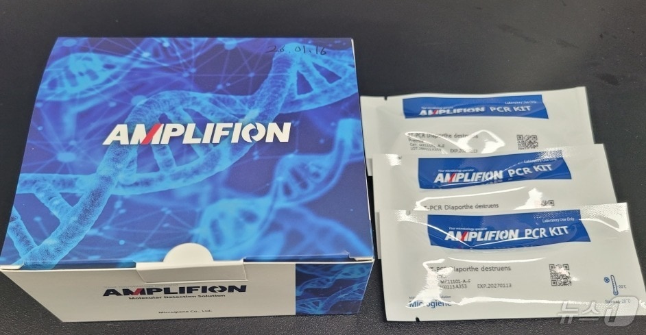 해남군 고구마 덩이줄기썩음병 진단키트 개발 (해남군 제공. 재판매 및 DB금지) ⓒ 뉴스1 