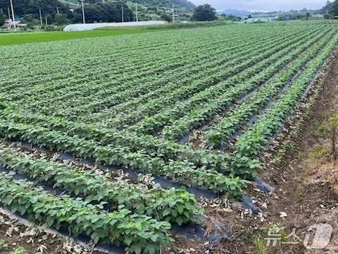 전북 임실군 농업기술센터가 오는 3월 17일까지 읍·면 농업인 상담소를 통해 전작물(콩, 팥) 정부 보급종 신청을 받는다.(임실군제공, 재판매 및 DB금지)2026.2.11/뉴스1