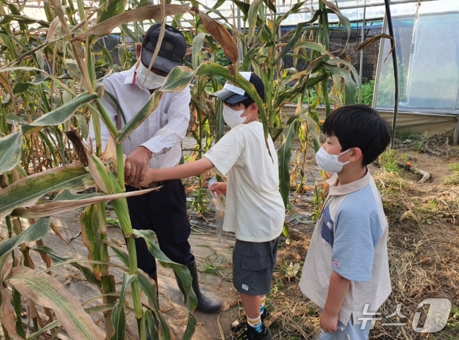 대구농협이 대구 동구, 북구, 달성군, 경북 칠곡군에 주말농장을 분양한다. 사진은 지난해 주말농장에 참여한 어린이가 옥수수를 수확하는 모습.(대구농협 제공, 재판매 및 DB 금지)