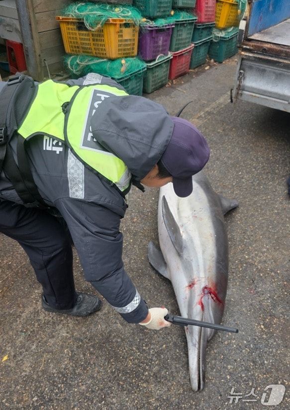 동해해경이 지난 10일 동해 전천항 인근 해상에서 잡힌 참돌고래에서 금속탐지기를 이용 작살흔 등 불법 포획 흔적을 확인하고 있다.(동해해경 제공, 재판매 및 DB금지)