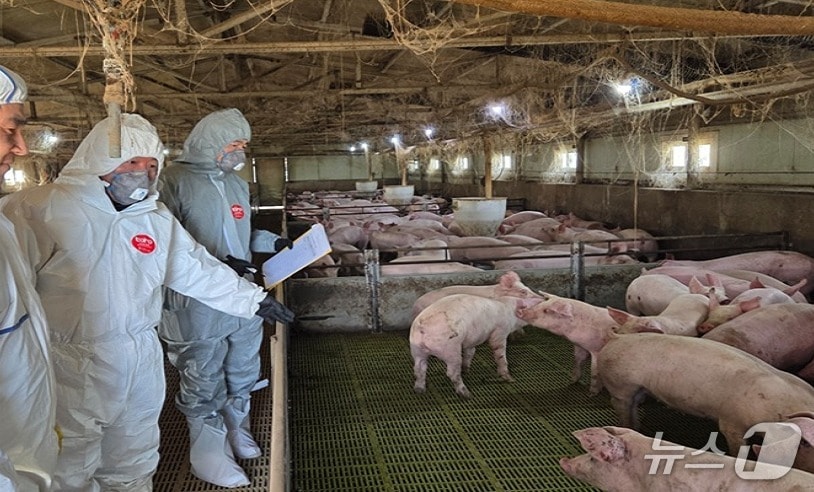 심민령 울산보건환경연구원장이 울산의 한 돼지 농가에서 방역 실태를 점검하고 있다. (울산보건환경연구원 제공. 재판매 및 DB 금지) /뉴스1
