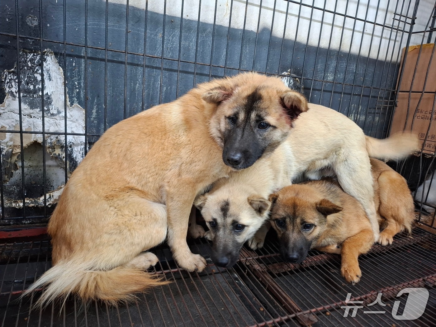 12일 자정 전북 전주시 덕진구 송천동의 한 아파트 단지 인근에서 붙잡힌 들개 3마리의 모습.(전주시 제공. 재판매 및 DB금지)