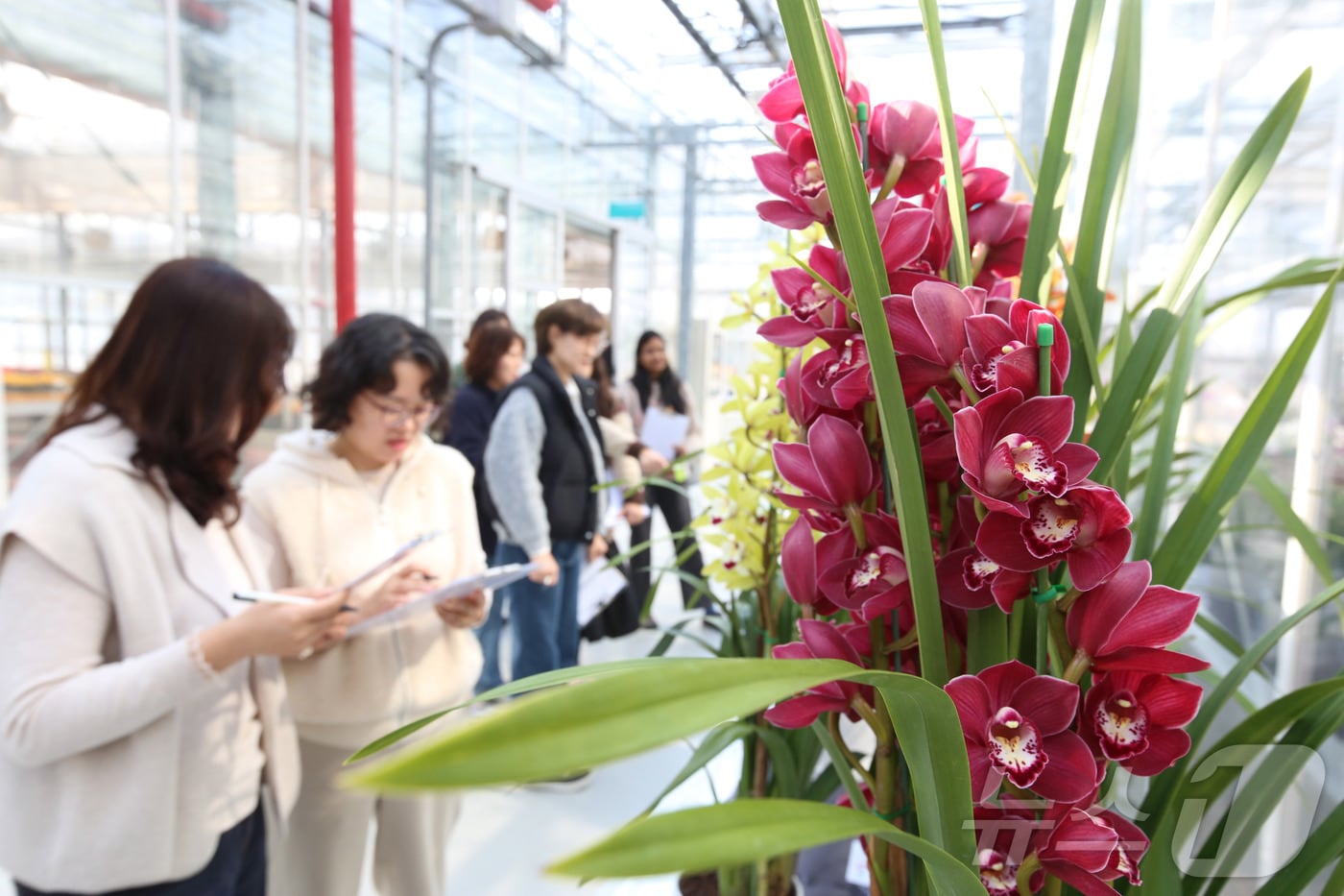 전북특별자치도 완주군 이서면 농촌진흥청 국립원예특작과학원 온실에서 열린 난 평가회에서 화훼 평가단이 국내 육성 심비디움(난) 품종의 꽃 모양과 색상, 상품성 등을 살펴보고 있다. (농촌진흥청 제공. 재판매 및 DB 금지) 2026.2.12 ⓒ 뉴스1
