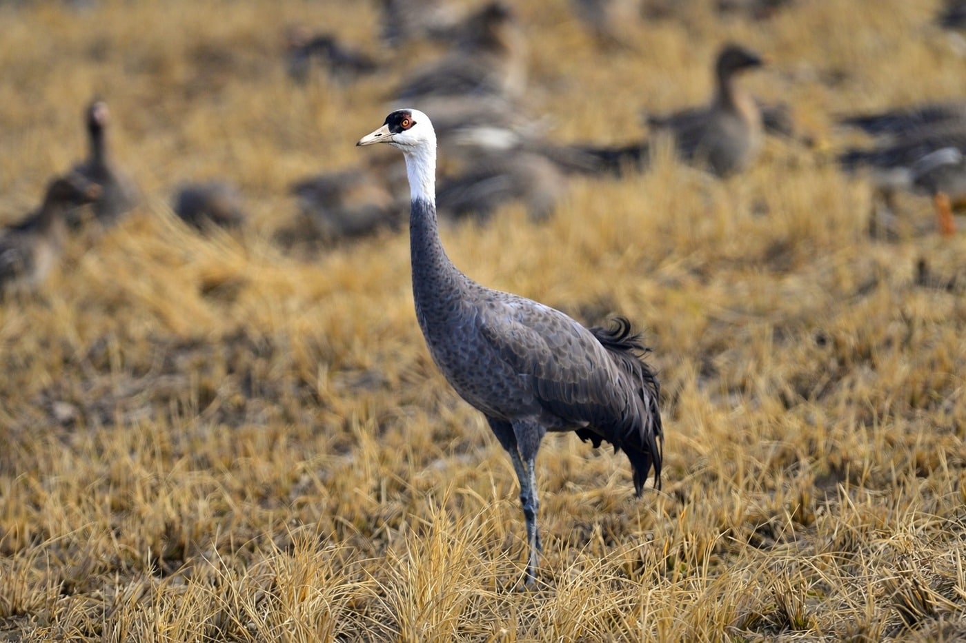 서천 부사호 인근 농경지에서 포착된 흑두루미.(서천지속협 제공. 재판매 및 DB금지)/뉴스1