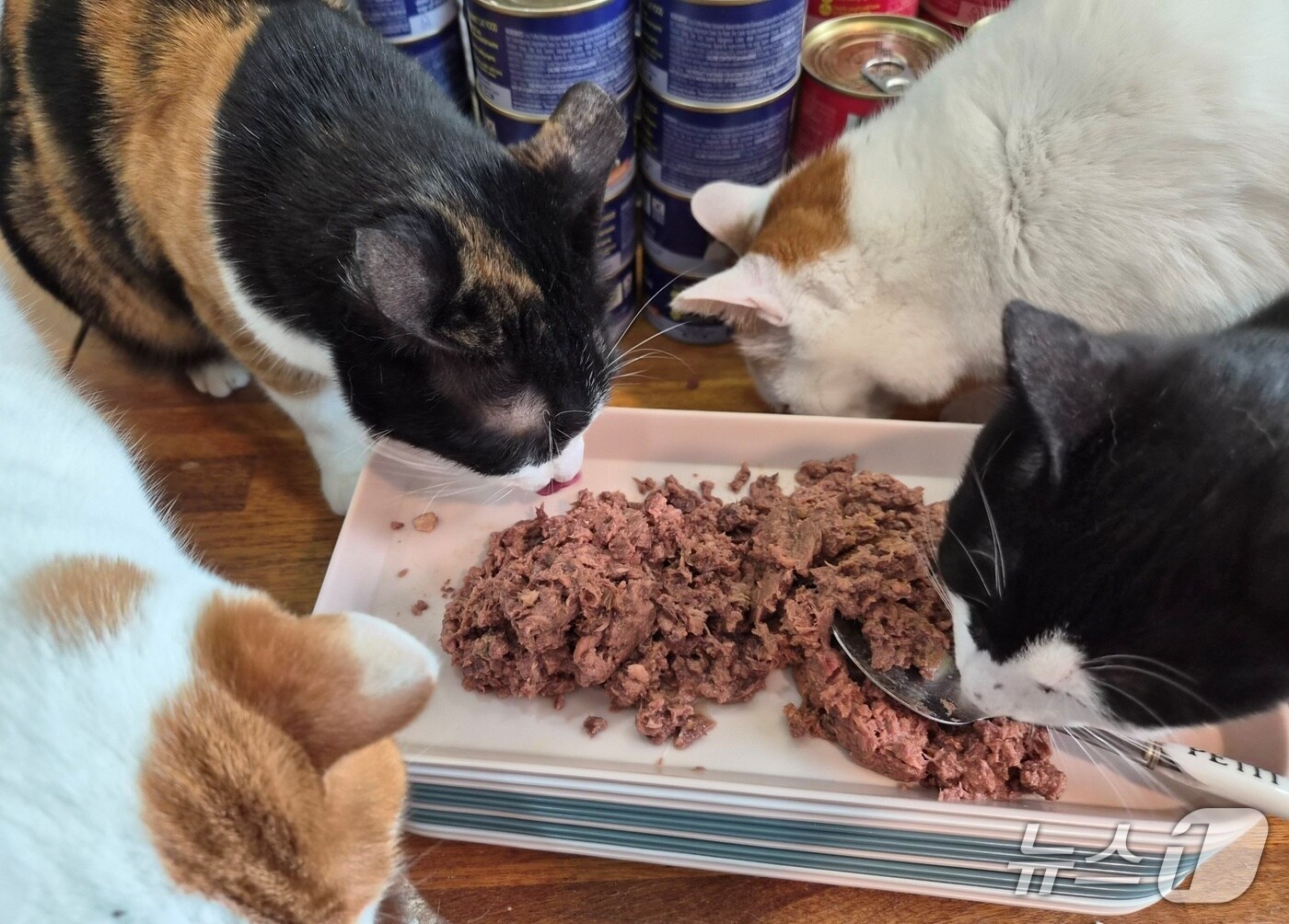 "보호소 고양이도 풍요로운 설 명절"...캔포캣프로젝트 진행 - 뉴스 썸네일 이미지