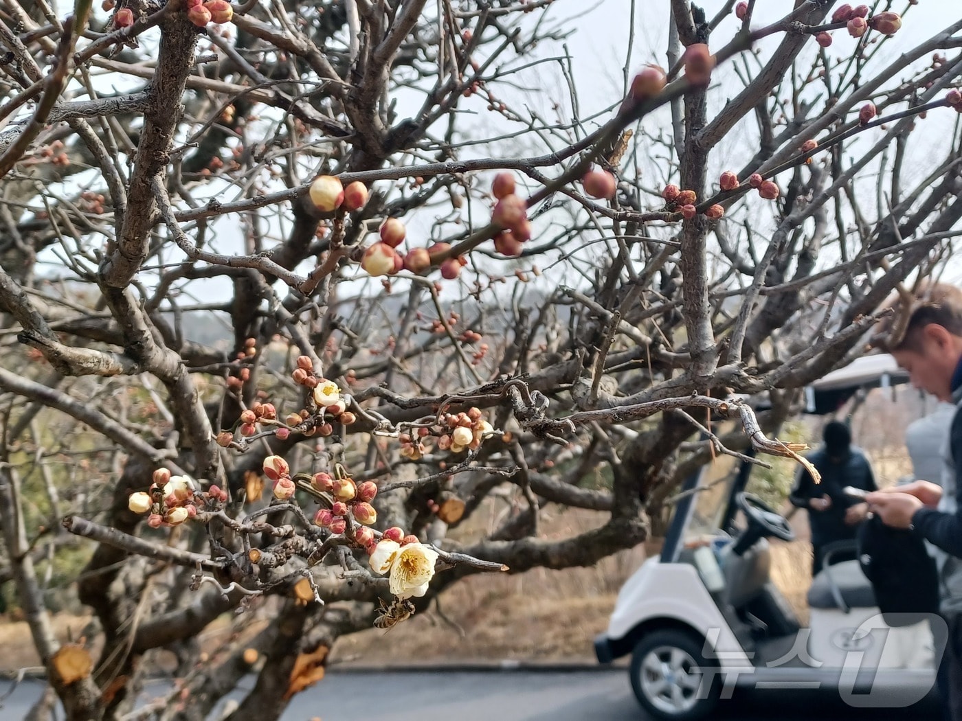 낮 기온이 15도까지 오른 14일 오후 전남 화순의 한 매화나무에서 꽃망울이 터지고 있다. 2026.2.14 ⓒ 뉴스1 박영래 기자