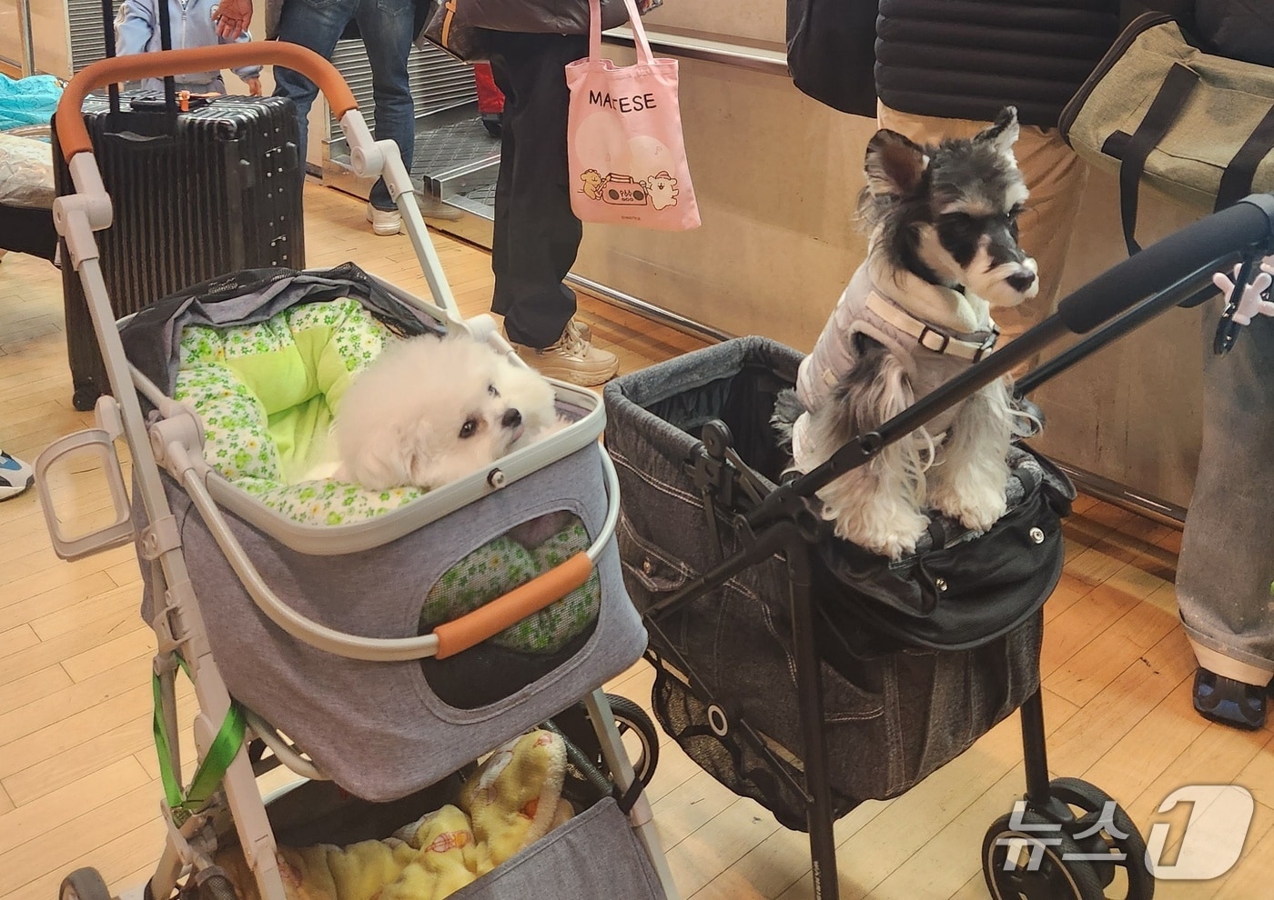 연휴엔 반려견과 칭다오 갈까...펫츠고트래블, 동반여행상품 출시 - 뉴스 썸네일 이미지