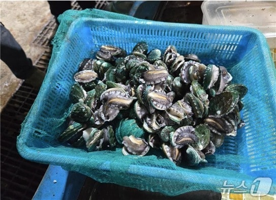 방류를 앞둔 전복종자 모습 (한국수산자원공단 제공. 재판매 및 DB금지)